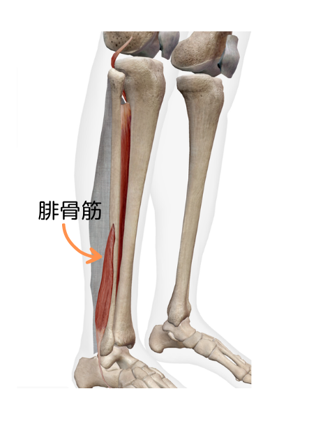 足首腓骨筋